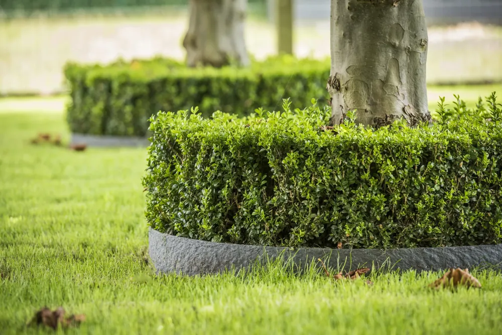 Bordure Ecolat grise ceinturant une haie basse de buis autour d'un arbre, pelouse