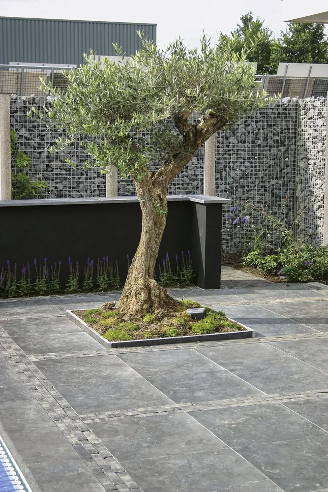 Terrasse en dalles pierre bleue Blue Moon adoucie vieillie 60×60 autour d'un olivier, mur en gabions